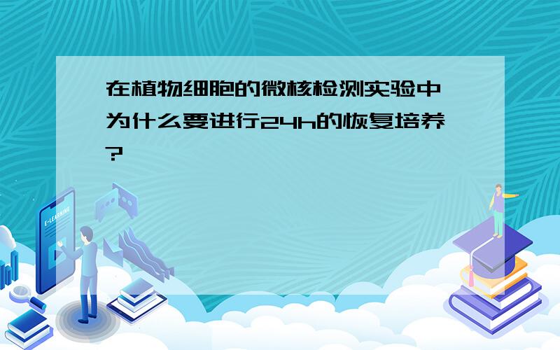 在植物细胞的微核检测实验中,为什么要进行24h的恢复培养?