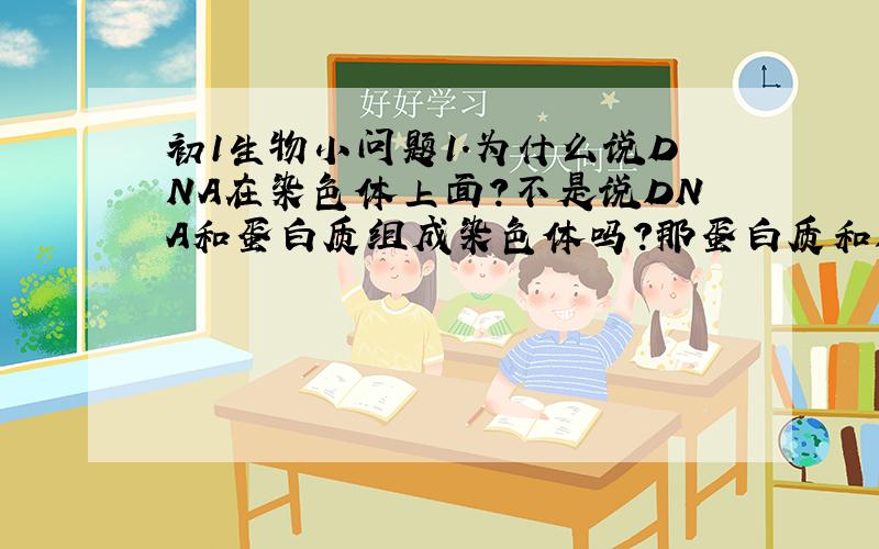 初1生物小问题1.为什么说DNA在染色体上面?不是说DNA和蛋白质组成染色体吗?那蛋白质和DNA应该都在染色体里面啊!2