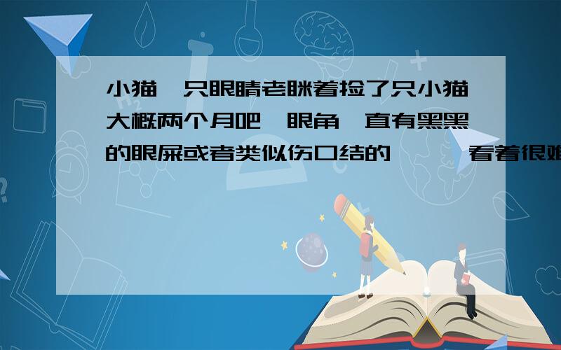 小猫一只眼睛老眯着捡了只小猫大概两个月吧,眼角一直有黑黑的眼屎或者类似伤口结的痂……看着很难受就拿是湿巾帮她擦掉然后她的