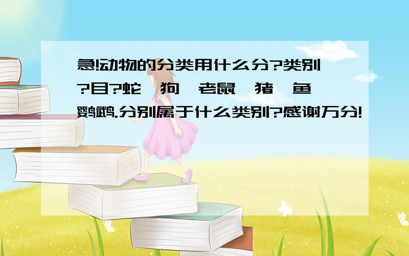 急!动物的分类用什么分?类别?目?蛇、狗、老鼠、猪、鱼、鹦鹉.分别属于什么类别?感谢万分!