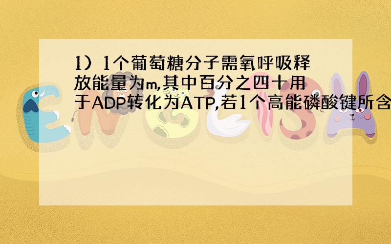 1）1个葡萄糖分子需氧呼吸释放能量为m,其中百分之四十用于ADP转化为ATP,若1个高能磷酸键所含能量为n,则1个葡萄糖