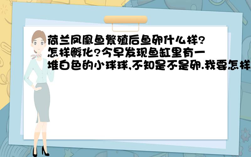 荷兰凤凰鱼繁殖后鱼卵什么样?怎样孵化?今早发现鱼缸里有一堆白色的小球球,不知是不是卵.我要怎样做?