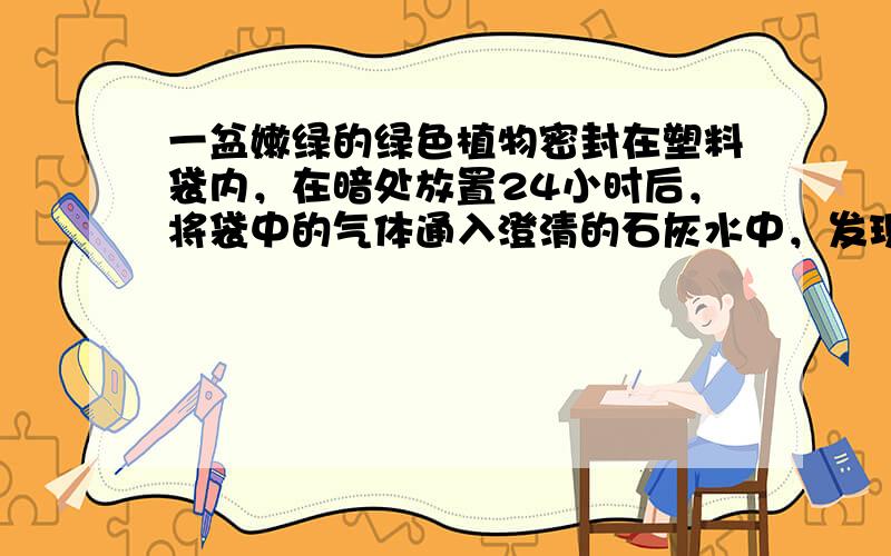 一盆嫩绿的绿色植物密封在塑料袋内，在暗处放置24小时后，将袋中的气体通入澄清的石灰水中，发现浑浊现象，说明植物在暗处也进