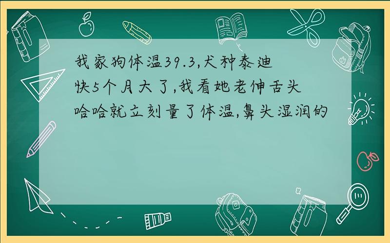 我家狗体温39.3,犬种泰迪快5个月大了,我看她老伸舌头哈哈就立刻量了体温,鼻头湿润的