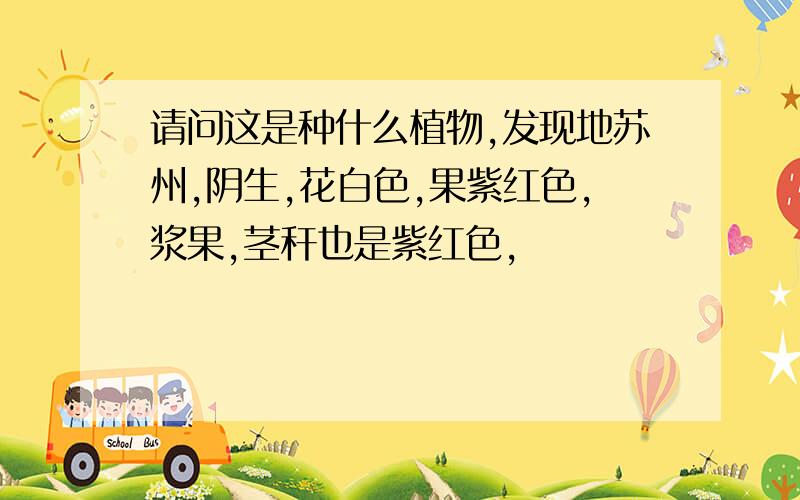 请问这是种什么植物,发现地苏州,阴生,花白色,果紫红色,浆果,茎秆也是紫红色,