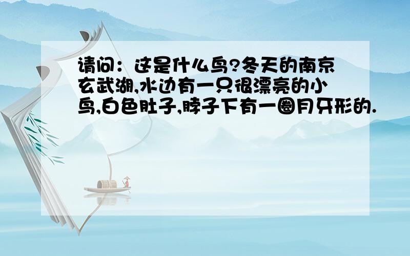 请问：这是什么鸟?冬天的南京玄武湖,水边有一只很漂亮的小鸟,白色肚子,脖子下有一圈月牙形的.