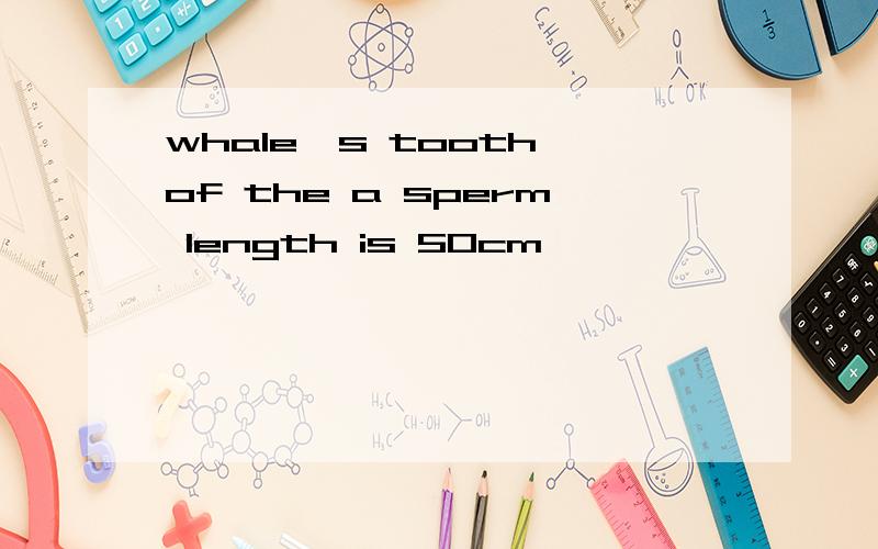 whale's tooth of the a sperm length is 50cm