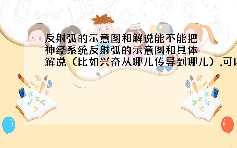 反射弧的示意图和解说能不能把神经系统反射弧的示意图和具体解说（比如兴奋从哪儿传导到哪儿）.可以以膝跳反射的反射弧为示例,