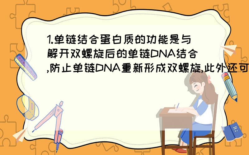 1.单链结合蛋白质的功能是与解开双螺旋后的单链DNA结合,防止单链DNA重新形成双螺旋,此外还可以防止单链DNA被核酸酶