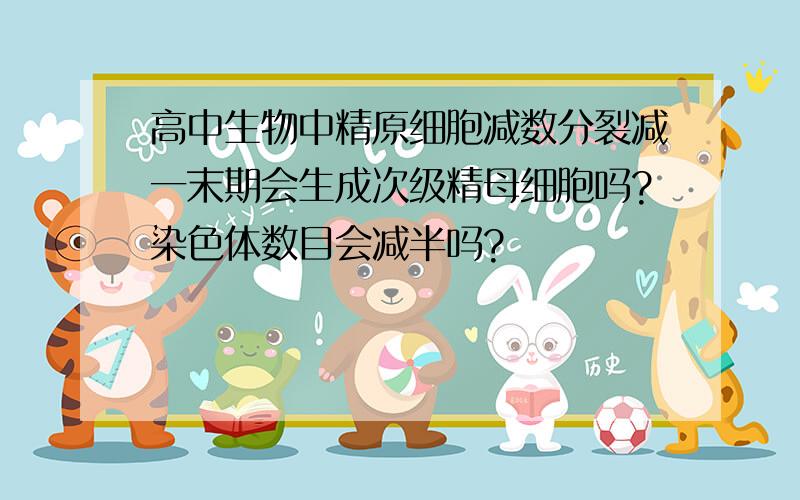 高中生物中精原细胞减数分裂减一末期会生成次级精母细胞吗?染色体数目会减半吗?