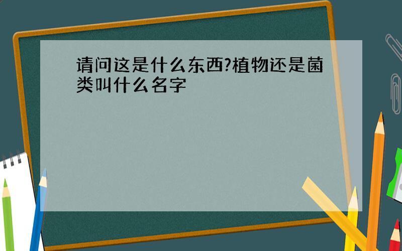 请问这是什么东西?植物还是菌类叫什么名字