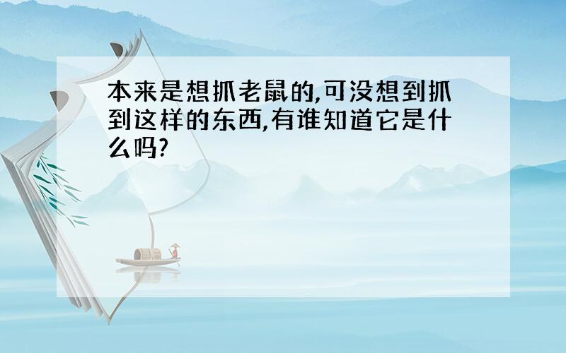 本来是想抓老鼠的,可没想到抓到这样的东西,有谁知道它是什么吗?