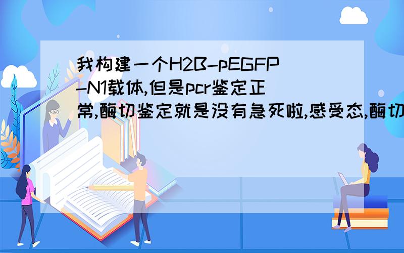 我构建一个H2B-pEGFP-N1载体,但是pcr鉴定正常,酶切鉴定就是没有急死啦,感受态,酶切时间和酶都换过了