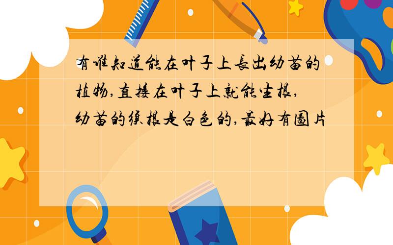 有谁知道能在叶子上长出幼苗的植物,直接在叶子上就能生根,幼苗的须根是白色的,最好有图片