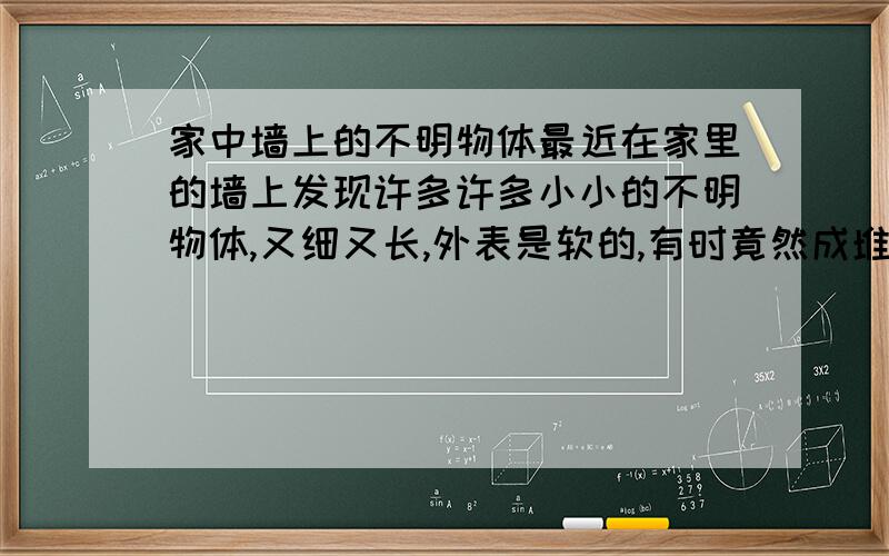 家中墙上的不明物体最近在家里的墙上发现许多许多小小的不明物体,又细又长,外表是软的,有时竟然成堆地出现!看得真是恶心!（