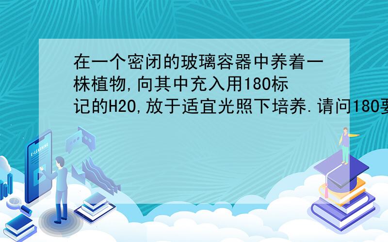 在一个密闭的玻璃容器中养着一株植物,向其中充入用18O标记的H2O,放于适宜光照下培养.请问18O要在有机物中出现,至少