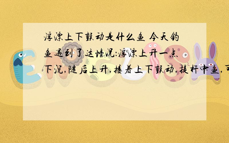 浮漂上下颤动是什么鱼 今天钓鱼遇到了这情况：浮漂上升一点下沉,随后上升,接着上下颤动,提杆中鱼,可是