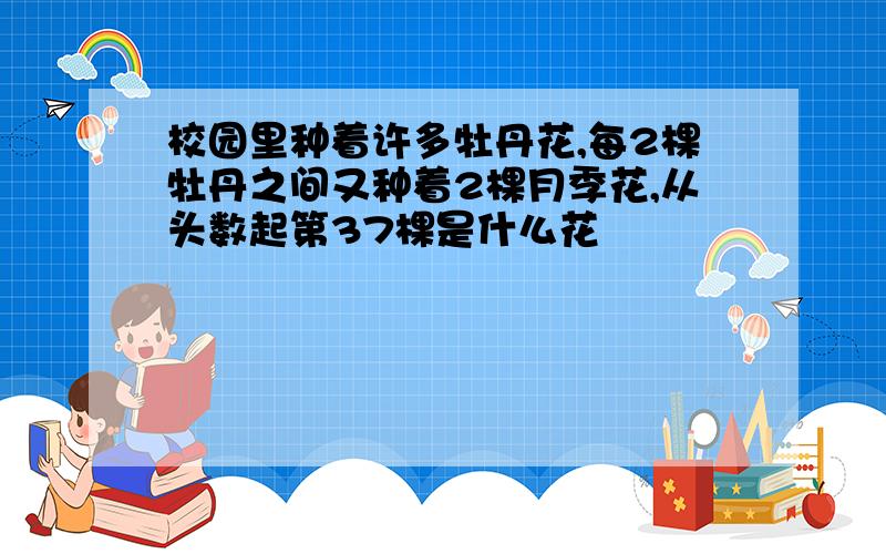 校园里种着许多牡丹花,每2棵牡丹之间又种着2棵月季花,从头数起第37棵是什么花