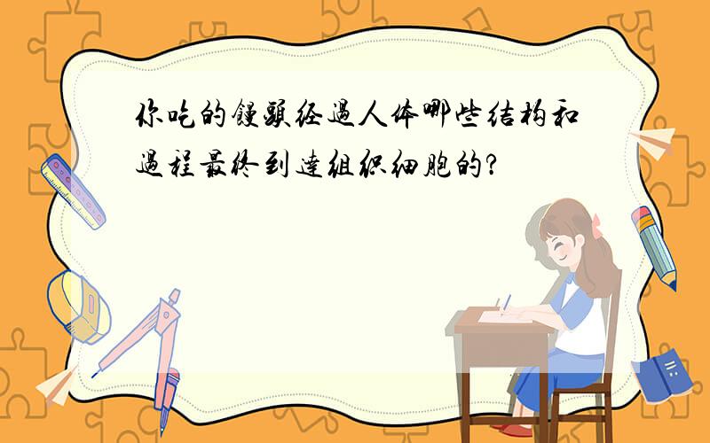 你吃的馒头经过人体哪些结构和过程最终到达组织细胞的?