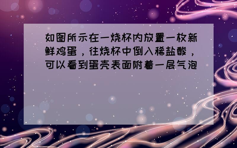 如图所示在一烧杯内放置一枚新鲜鸡蛋，往烧杯中倒入稀盐酸，可以看到蛋壳表面附着一层气泡．