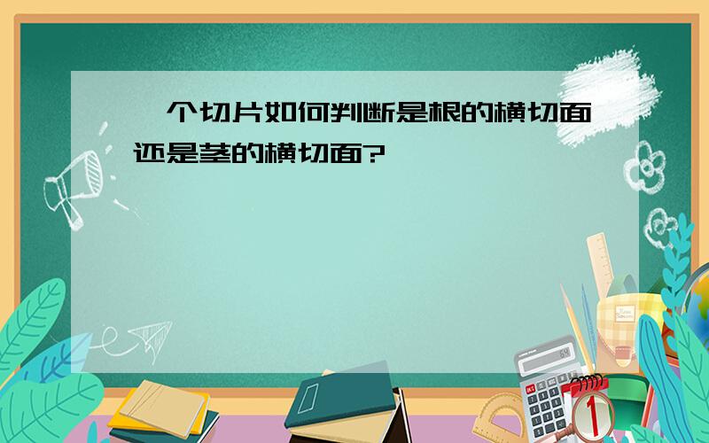 一个切片如何判断是根的横切面还是茎的横切面?