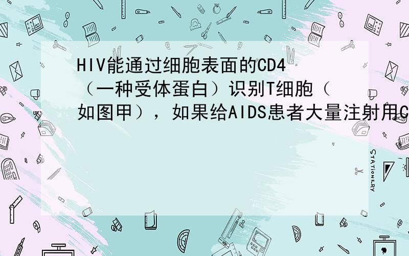 HIV能通过细胞表面的CD4（一种受体蛋白）识别T细胞（如图甲），如果给AIDS患者大量注射用CD4修饰过的红细胞，红细