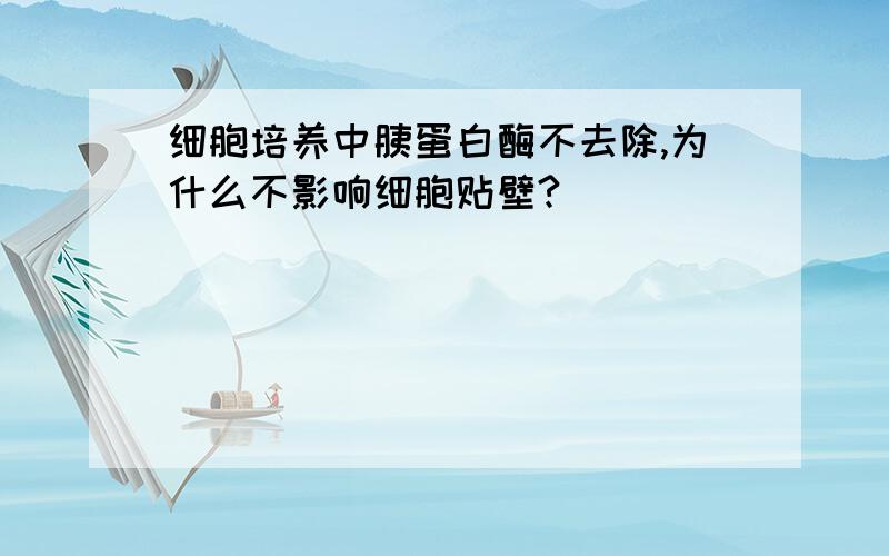 细胞培养中胰蛋白酶不去除,为什么不影响细胞贴壁?