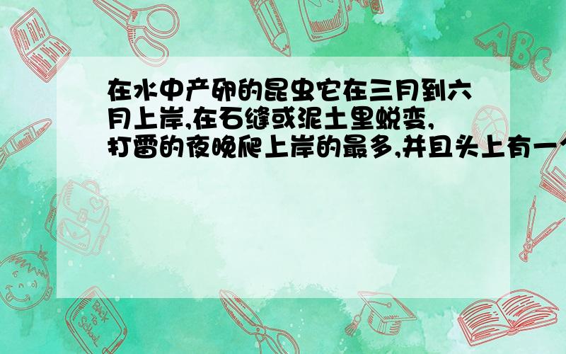 在水中产卵的昆虫它在三月到六月上岸,在石缝或泥土里蜕变,打雷的夜晚爬上岸的最多,并且头上有一个大夹子,幼虫富含蛋白质,可