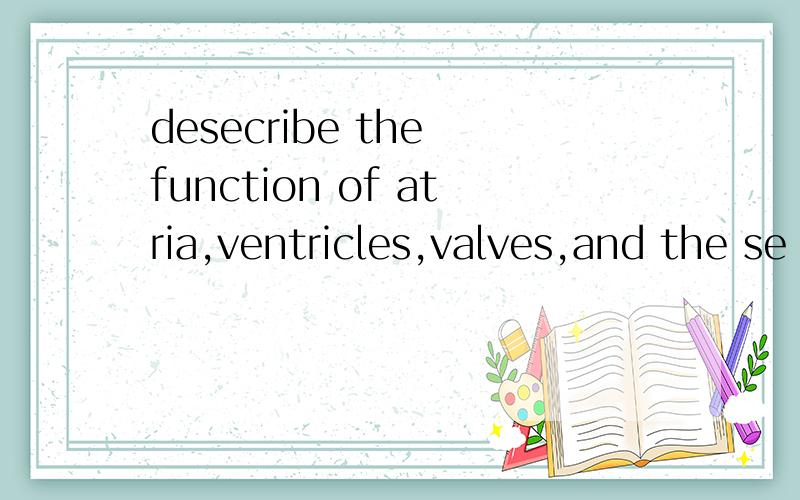 desecribe the function of atria,ventricles,valves,and the se