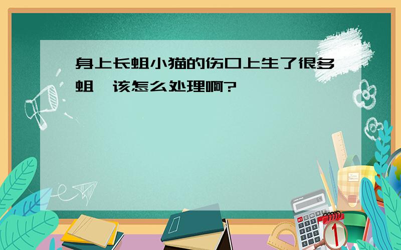 身上长蛆小猫的伤口上生了很多蛆,该怎么处理啊?