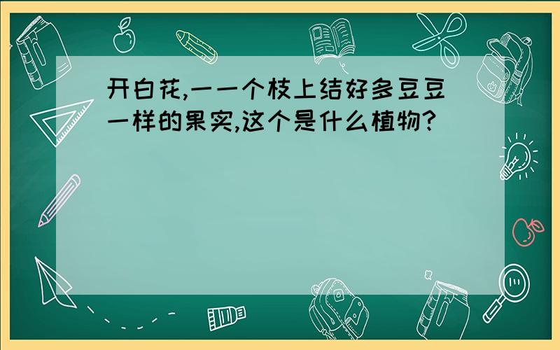 开白花,一一个枝上结好多豆豆一样的果实,这个是什么植物?