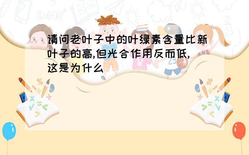 请问老叶子中的叶绿素含量比新叶子的高,但光合作用反而低,这是为什么