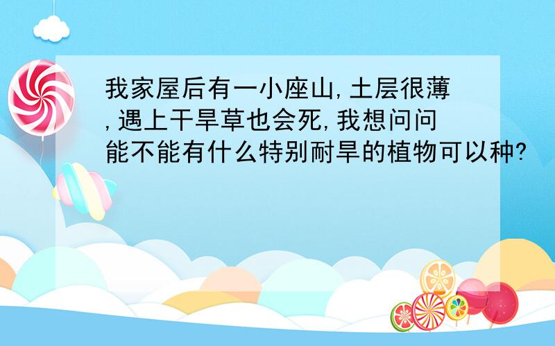 我家屋后有一小座山,土层很薄,遇上干旱草也会死,我想问问能不能有什么特别耐旱的植物可以种?