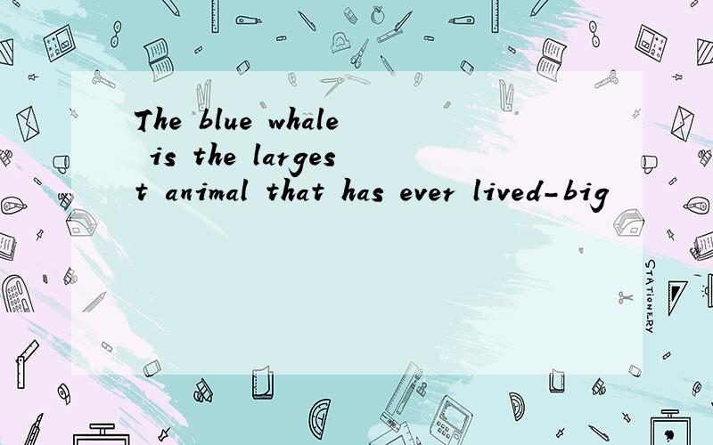 The blue whale is the largest animal that has ever lived-big