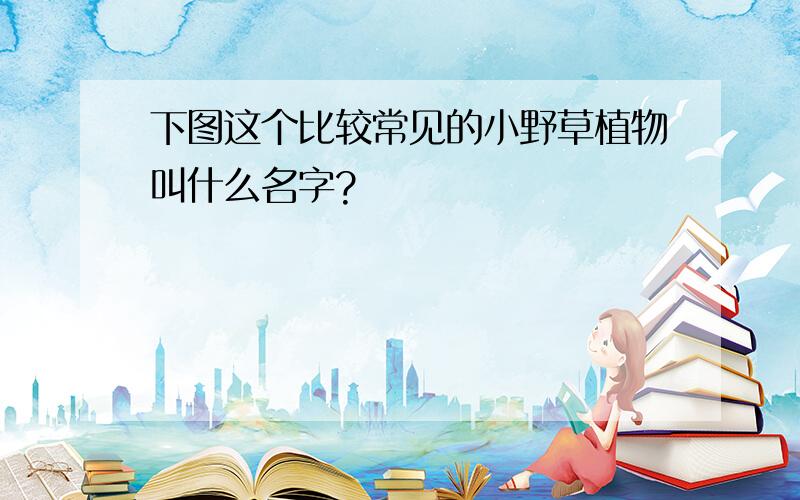 下图这个比较常见的小野草植物叫什么名字?