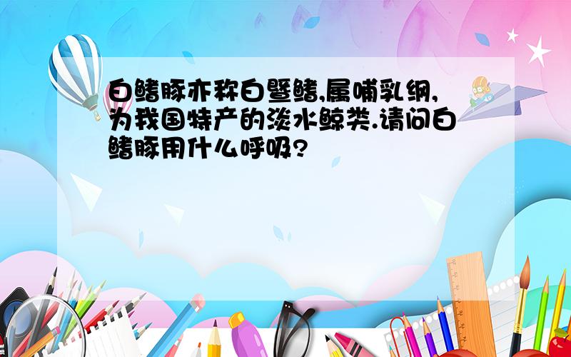 白鳍豚亦称白暨鳍,属哺乳纲,为我国特产的淡水鲸类.请问白鳍豚用什么呼吸?