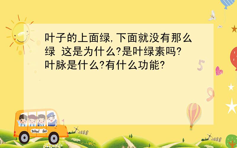 叶子的上面绿,下面就没有那么绿 这是为什么?是叶绿素吗?叶脉是什么?有什么功能?