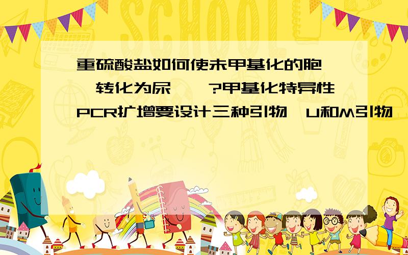 重硫酸盐如何使未甲基化的胞嘧啶转化为尿嘧啶?甲基化特异性PCR扩增要设计三种引物,U和M引物,为何?