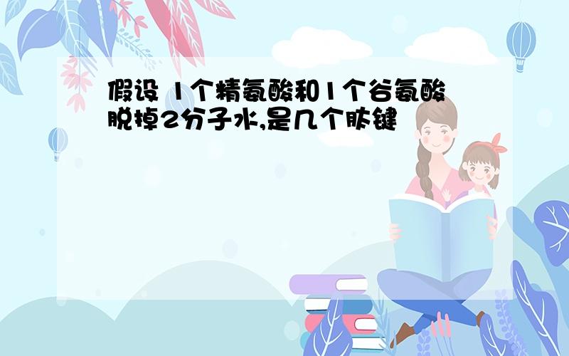 假设 1个精氨酸和1个谷氨酸脱掉2分子水,是几个肽键