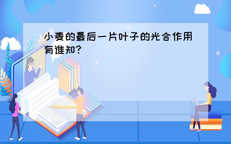 小麦的最后一片叶子的光合作用有谁知?