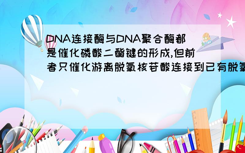 DNA连接酶与DNA聚合酶都是催化磷酸二酯键的形成,但前者只催化游离脱氧核苷酸连接到已有脱氧核苷酸链上,后者催化两个DN