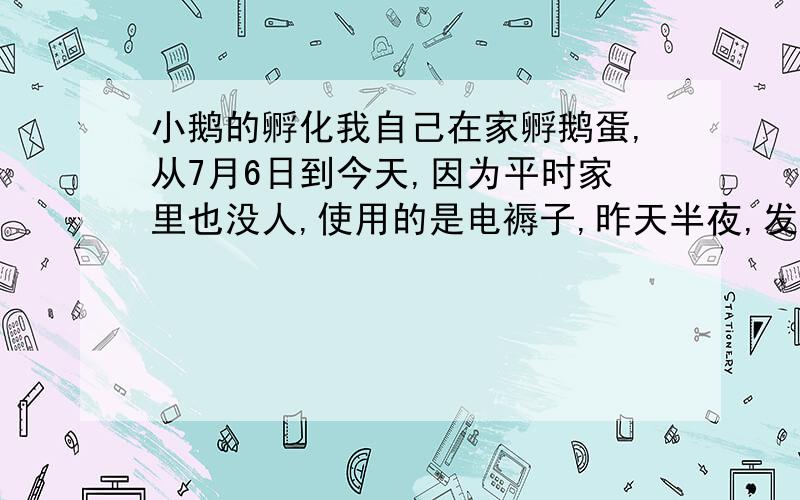 小鹅的孵化我自己在家孵鹅蛋,从7月6日到今天,因为平时家里也没人,使用的是电褥子,昨天半夜,发现一只鹅蛋叫了,里面有叫声