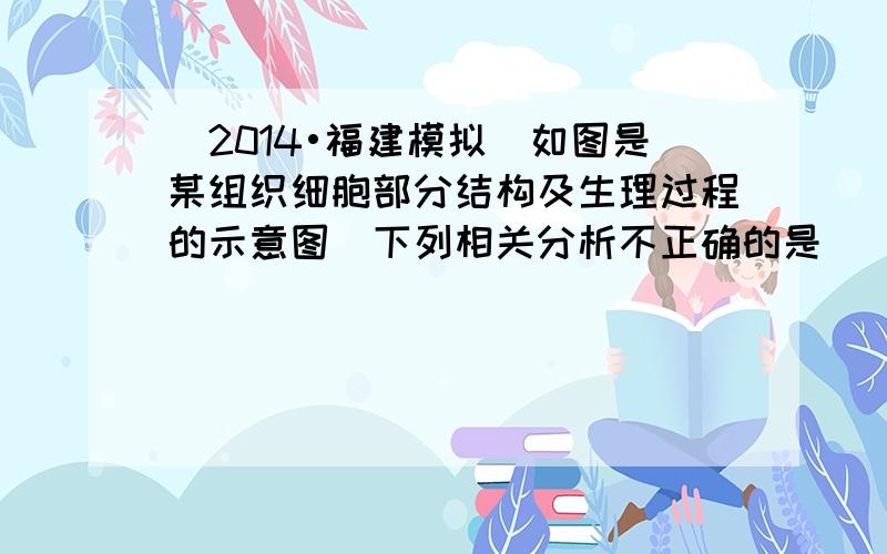 （2014•福建模拟）如图是某组织细胞部分结构及生理过程的示意图．下列相关分析不正确的是（　　）