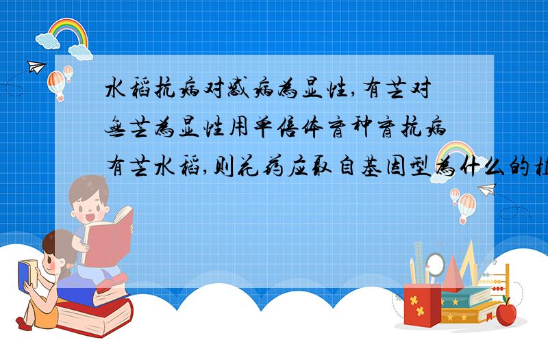 水稻抗病对感病为显性,有芒对无芒为显性用单倍体育种育抗病有芒水稻,则花药应取自基因型为什么的植株