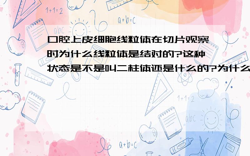 口腔上皮细胞线粒体在切片观察时为什么线粒体是结对的?这种状态是不是叫二柱体还是什么的?为什么会这样啊?