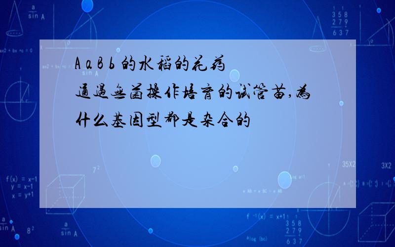 A a B b 的水稻的花药通过无菌操作培育的试管苗,为什么基因型都是杂合的