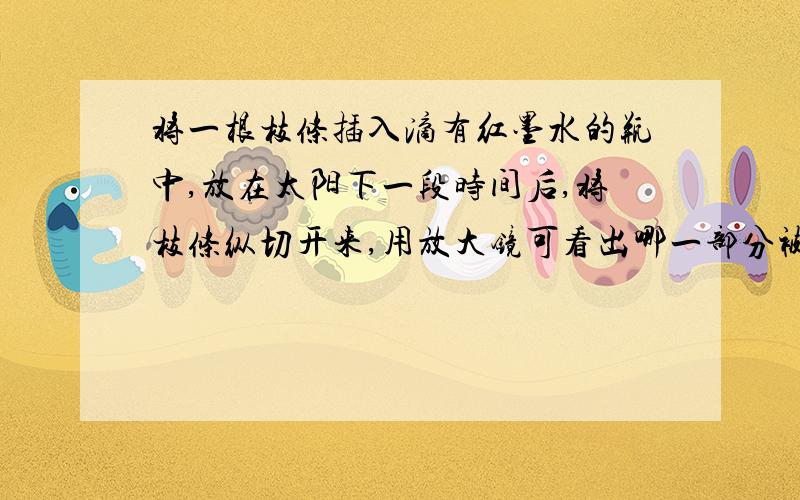 将一根枝条插入滴有红墨水的瓶中,放在太阳下一段时间后,将枝条纵切开来,用放大镜可看出哪一部分被染红