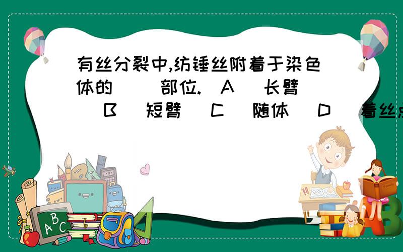 有丝分裂中,纺锤丝附着于染色体的（ ）部位.(A) 长臂 (B) 短臂 (C) 随体 (D) 着丝点