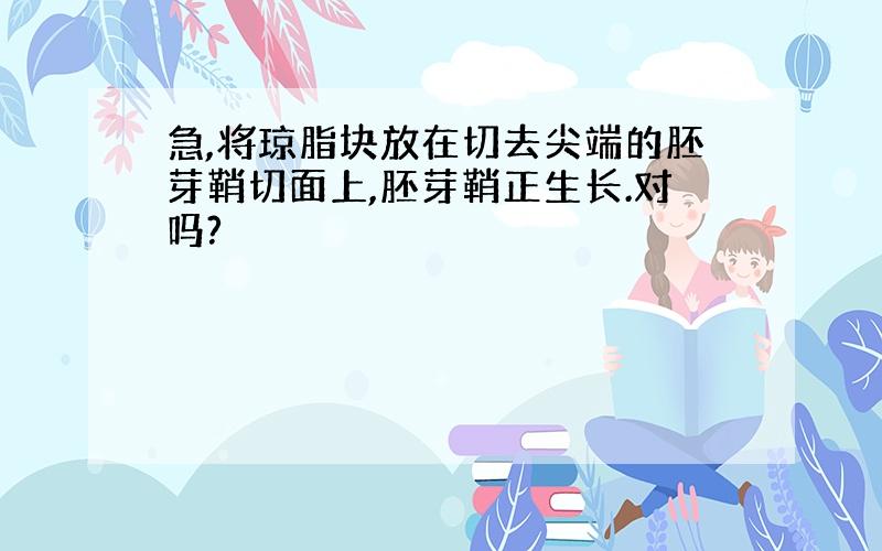 急,将琼脂块放在切去尖端的胚芽鞘切面上,胚芽鞘正生长.对吗?