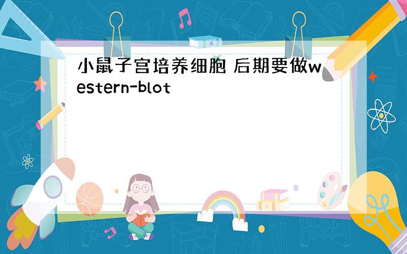 小鼠子宫培养细胞 后期要做western-blot